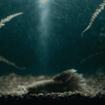 Doenças do Peixe Betta Como Identificar e Tratar
