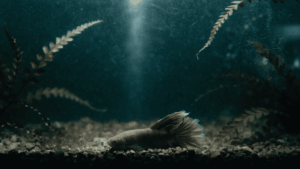 Doenças do Peixe Betta Como Identificar e Tratar