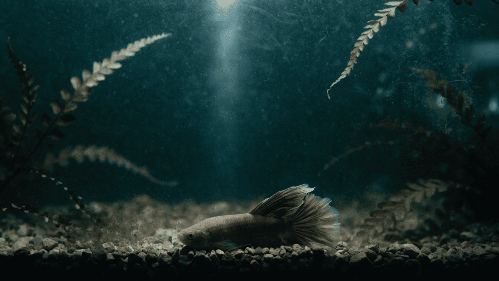 Doenças do Peixe Betta Como Identificar e Tratar