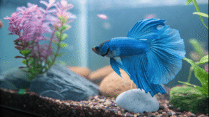 Quanto tempo vive um peixe betta?