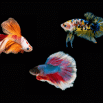 Tipos de Peixe Betta Conheça as Principais Raças