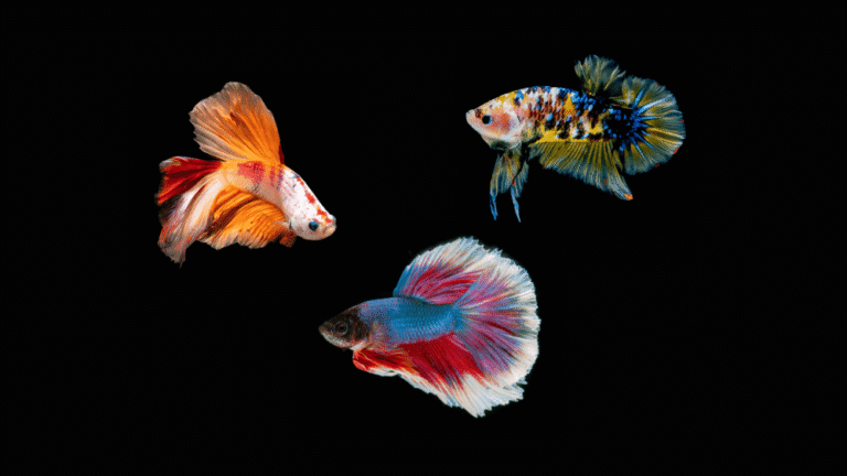 Tipos de Peixe Betta Conheça as Principais Raças
