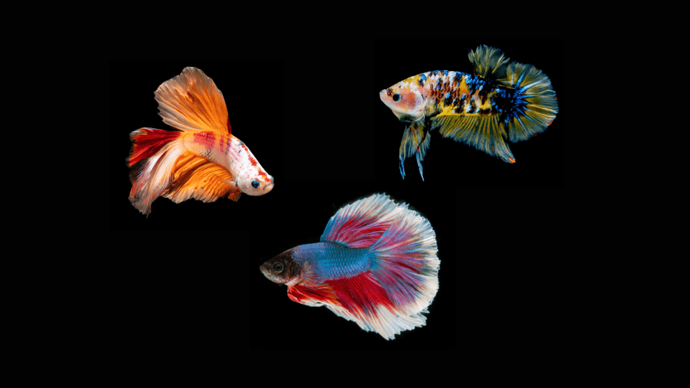 Tipos de Peixe Betta Conheça as Principais Raças