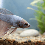 Betta Parado no Fundo O Que Fazer