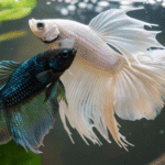 Como Reproduzir o Peixe Betta em Casa