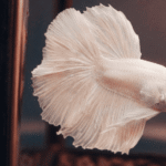 Betta Albino O Que É e Como Cuidar