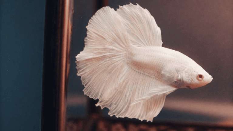 Betta Albino O Que É e Como Cuidar