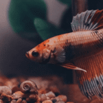 Betta e Caracol: Podem Viver Juntos?