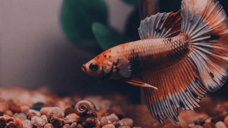 Betta e Caracol: Podem Viver Juntos?