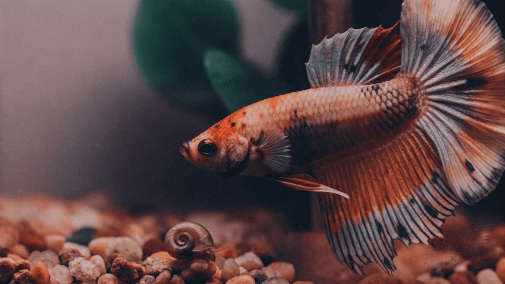 Betta e Caracol: Podem Viver Juntos?