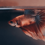 Betta na Superfície O Que Significa e Quando Se Preocupar