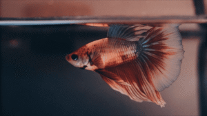Betta na Superfície O Que Significa e Quando Se Preocupar