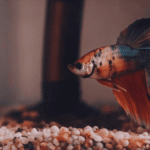 Como Identificar o Sexo do Peixe Betta