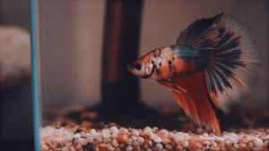 Como Identificar o Sexo do Peixe Betta
