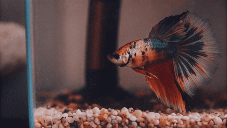 Como Identificar o Sexo do Peixe Betta