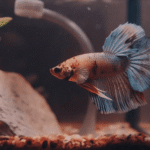 O Que o Betta Come na Natureza?