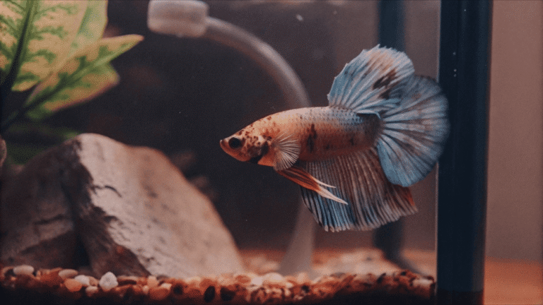 O Que o Betta Come na Natureza?