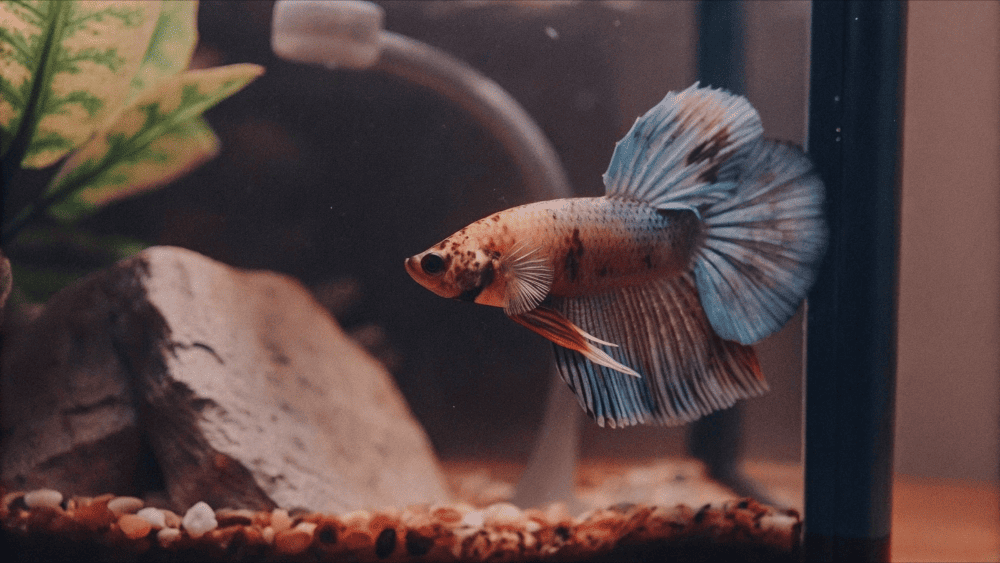 O Que o Betta Come na Natureza?